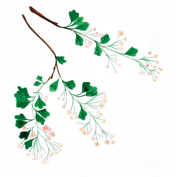 Les bienfaits de l'aubépine