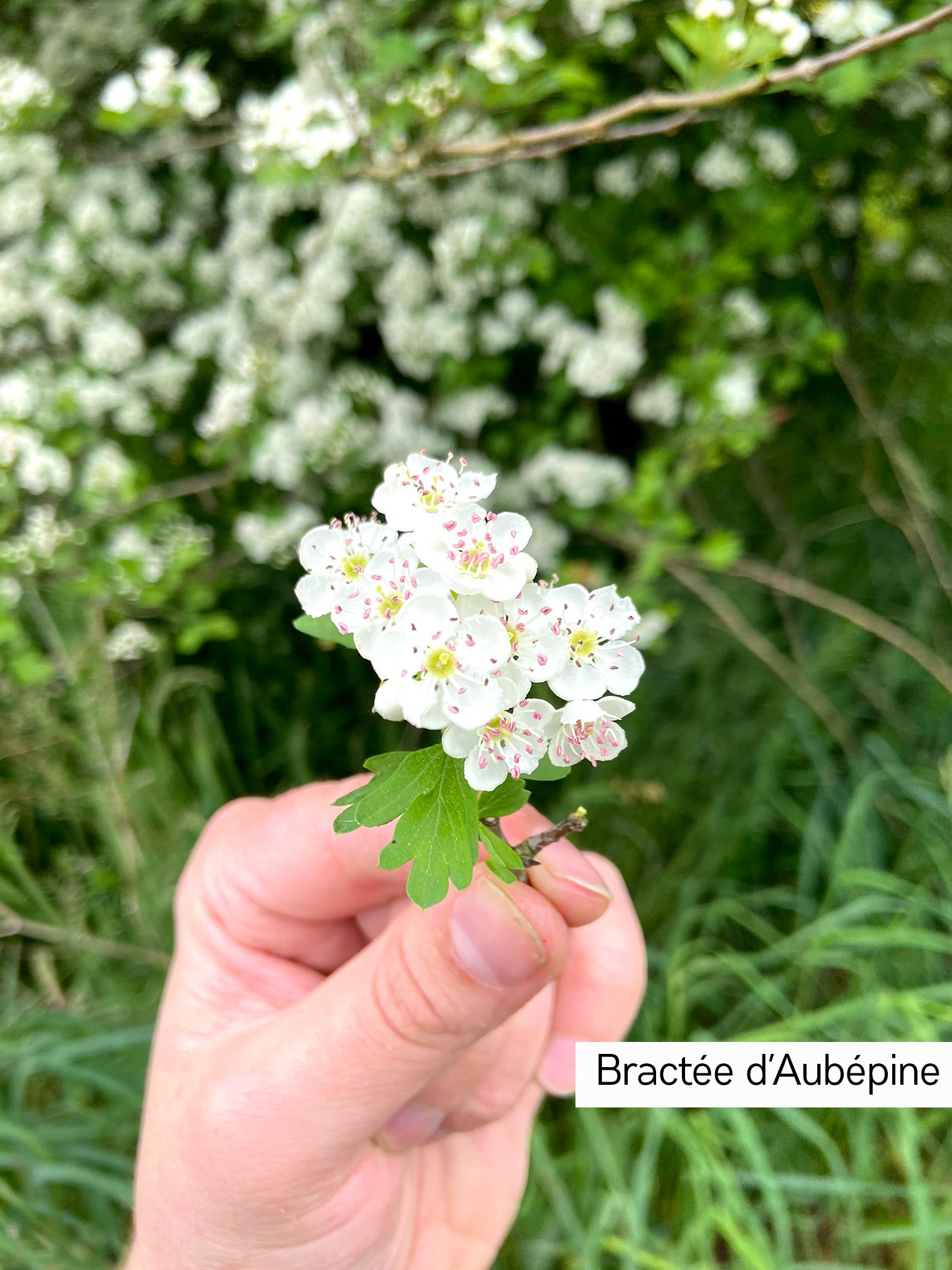 Aubépine2 Bractée d'aubépine sauvage