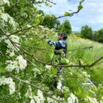 Aubépine bio française la récolte