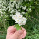 Aubépine bio française la récolte