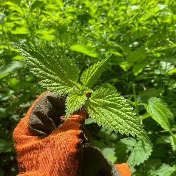 récolte de l'ortie sauvage bio pour faire une infusion d'ortie