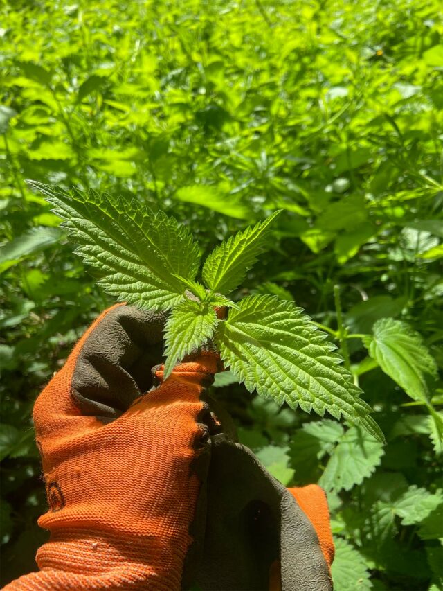 récolte de l'ortie sauvage bio pour faire une infusion d'ortie