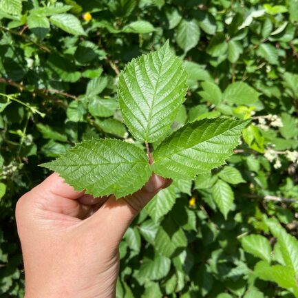 récolte manuelle de la feuille de Ronce bio dans nos champs en Corrèze