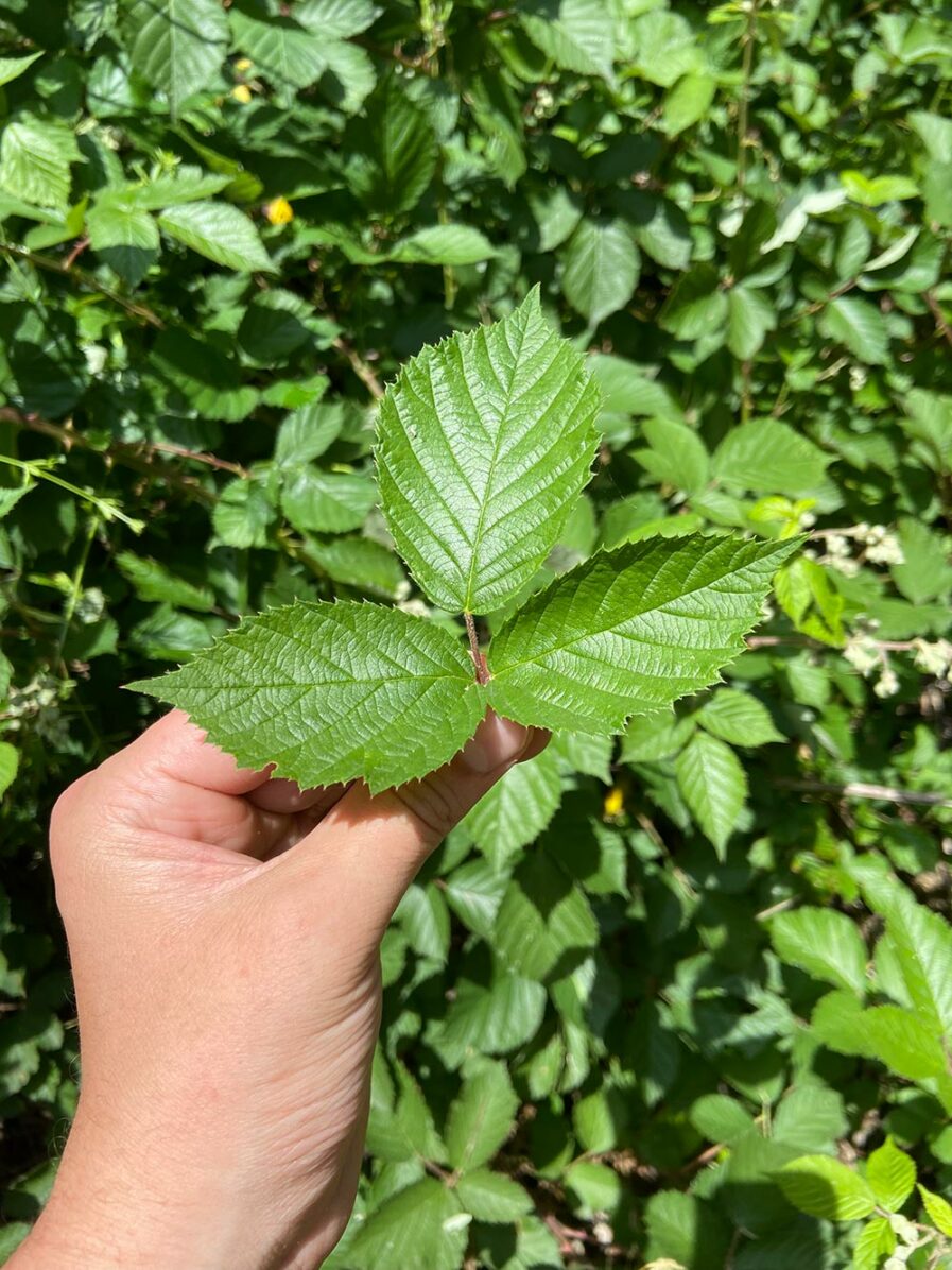 récolte manuelle de la feuille de Ronce bio dans nos champs en Corrèze