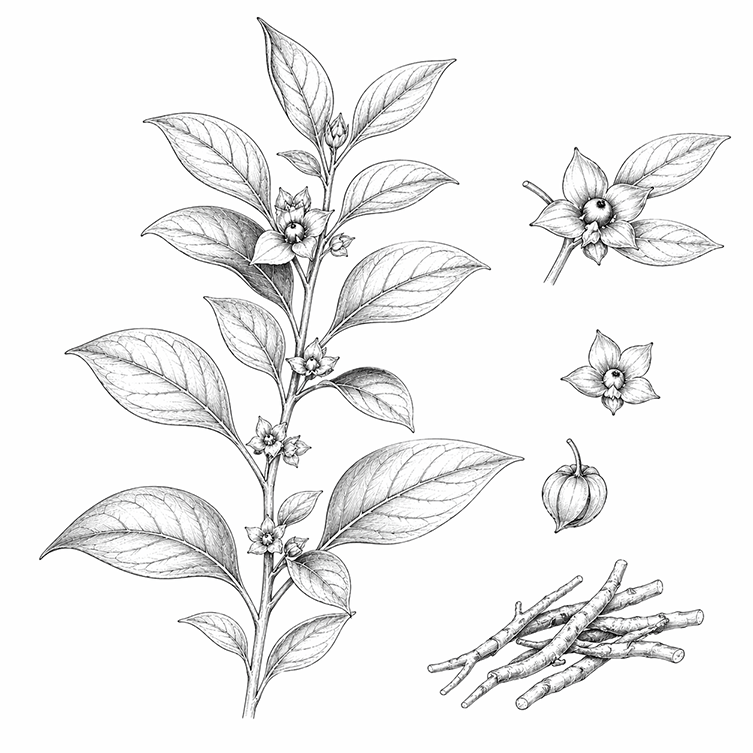 Illustration herboriste de la plante ashwagandha qui donne la racine d'ashwagandha bio