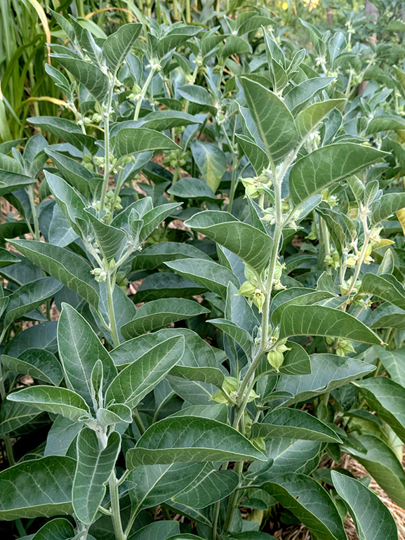 Plants d'ashwagandha pour la production de racine d'ashwagandha bio