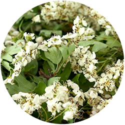 zoom sur les bractées d'aubépine bio issues de nos champs en Corrèze