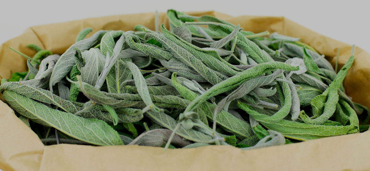 Banniere Visuel de sauge