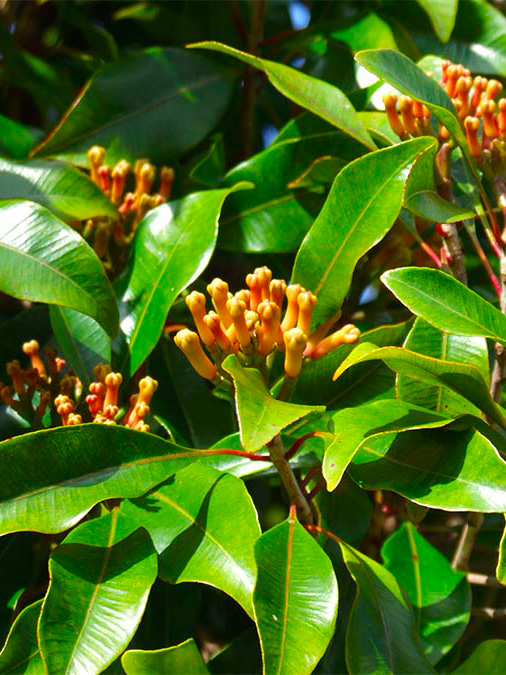 Visuel d'un plant de clou de girofle bio