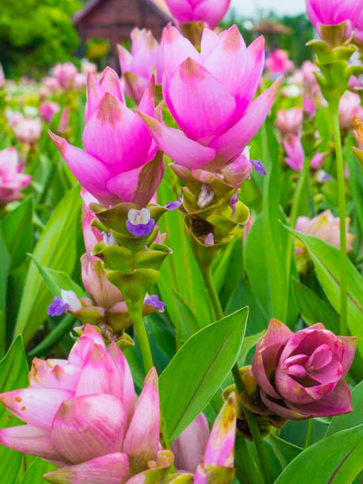Photo de feuille et de fleur de curcuma bio dans une exploitation de racine de curcuma bio