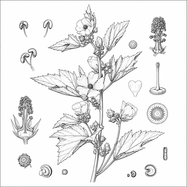 Illustratio herboriste de la guimauve