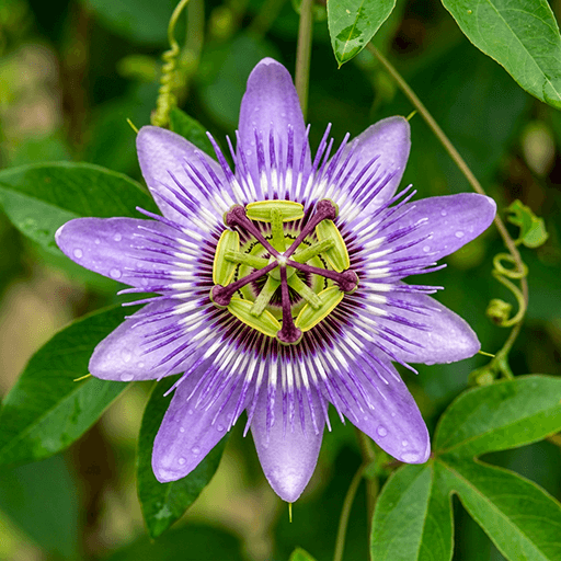 Photo de feuille et fleur de passiflore bio