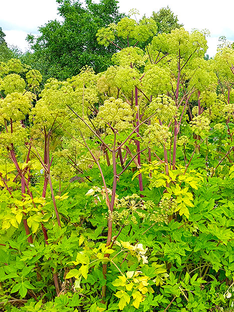 Photo de plants d'angélique bio